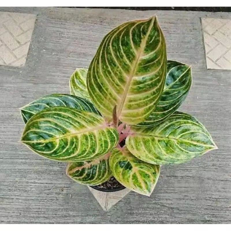 bibit aglonema rinjani bonggolan