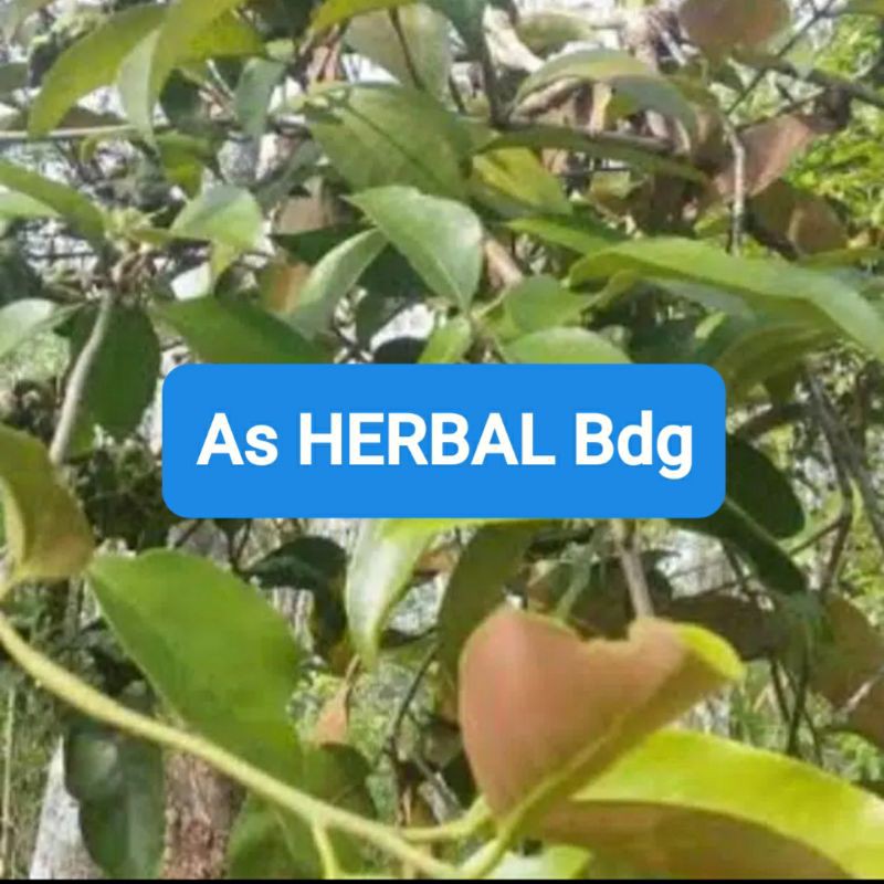 

Hemat 500 gram benalu mangga segar basah ready-az