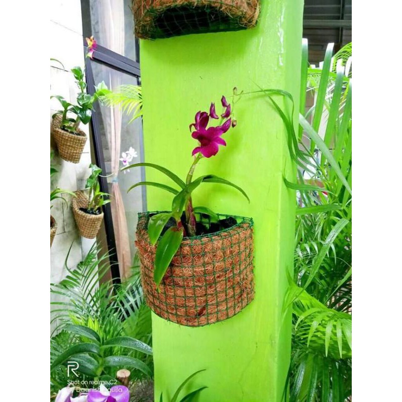 Pot Tempel Anggrek / Pot Anggrek Sabut Kelapa / Pot Anggrek / Dendrobium
