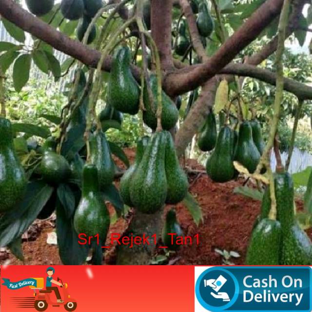 Promo Bibit apokat aligator hasil okulasi