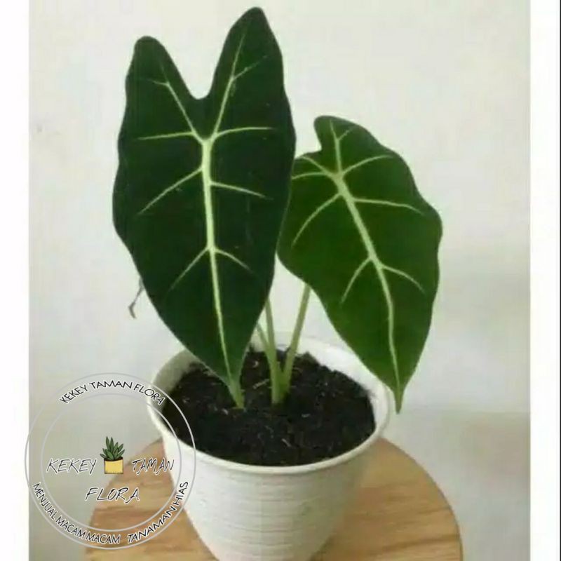 Tanaman Hias Keladi Neon-Keladi Neon