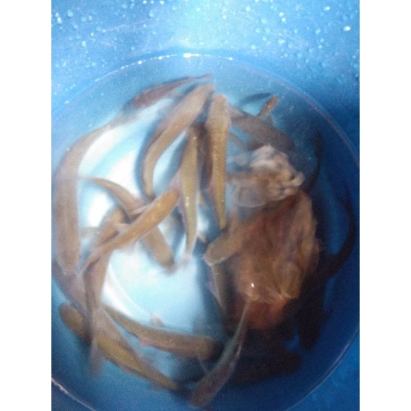 

bibit ikan bandeng hidup