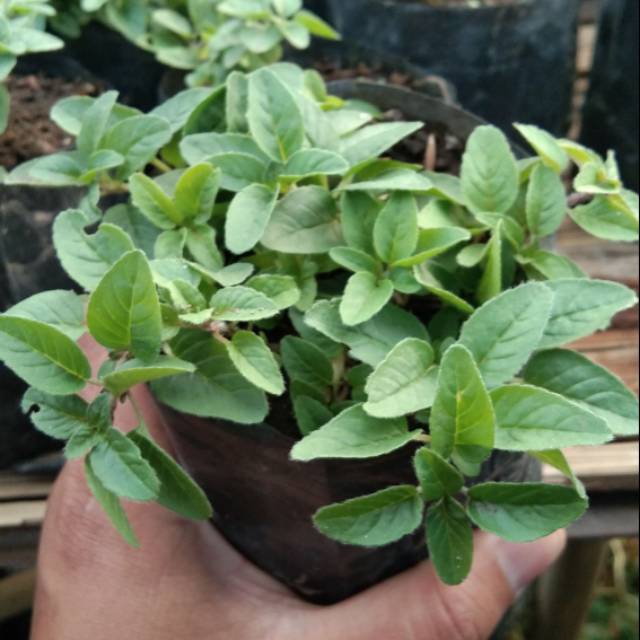 Tanaman herbal oregano buy 4 get 1 free Shopee Indonesia Tanaman herbal oregano buy 4 get 1 free Shopee Indonesia