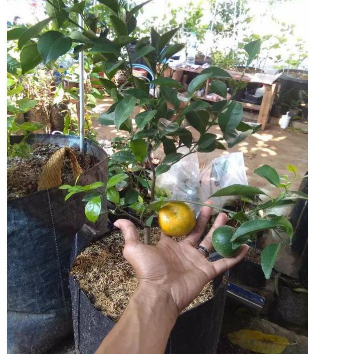 Bagus paket 3 jeruk Siem berbuah/bibit jeruk berbuah ... ...