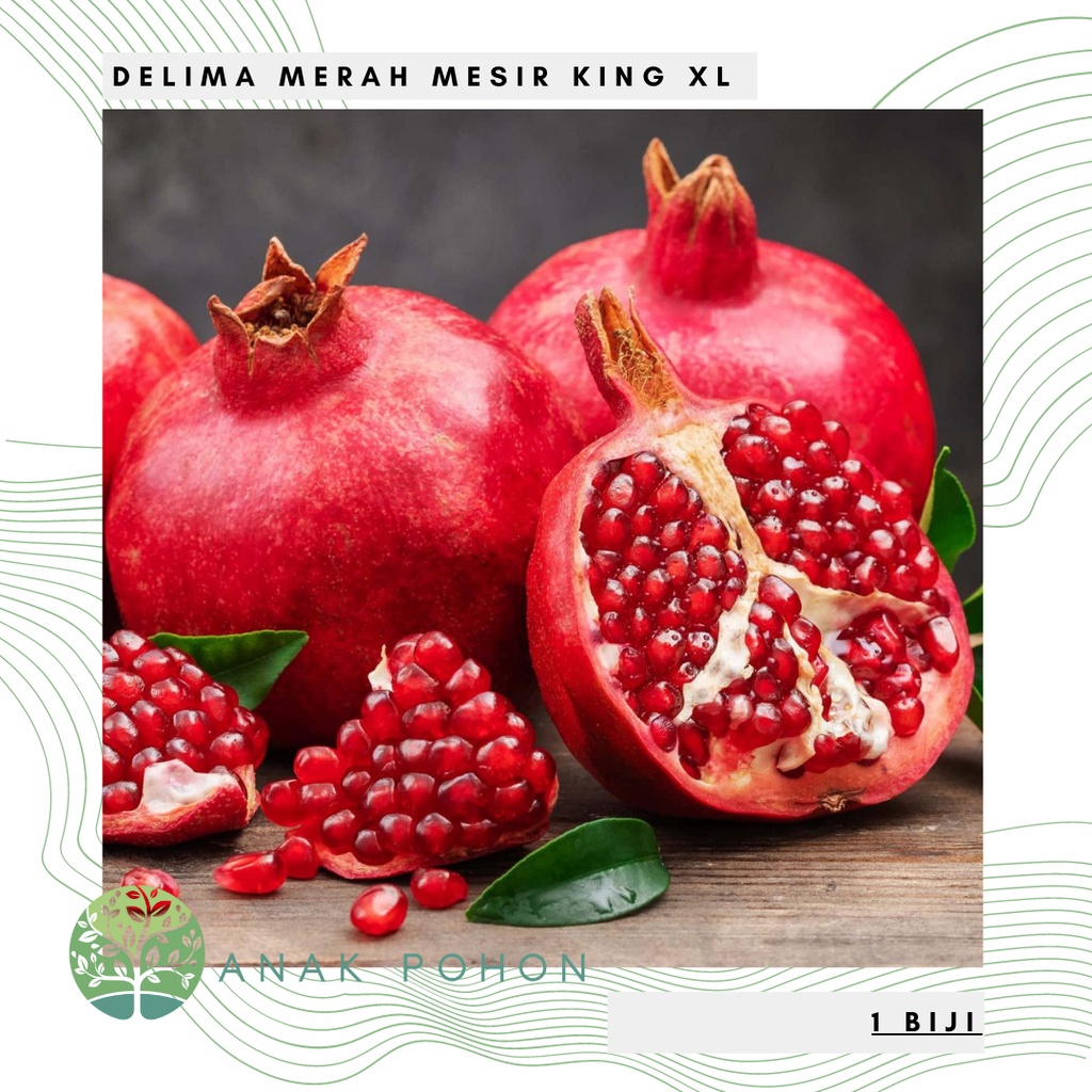 Benih Bibit Biji - Delima Pomegranate King XL Mesir Super Besar Fruit Seeds - IMPORT