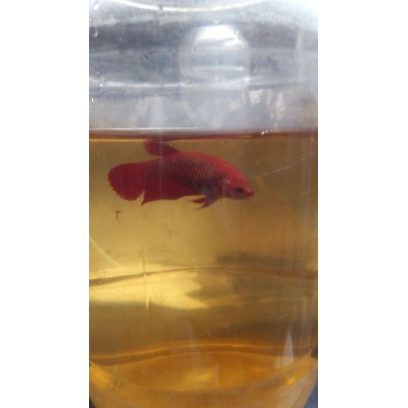 cupang bagan api sepasang siap breed