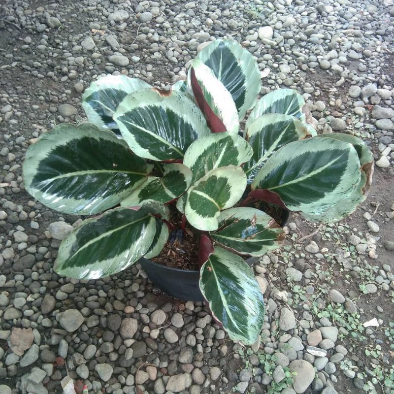 Calathea Cynthia Shopee Indonesia Calathea Cynthia Shopee Indonesia