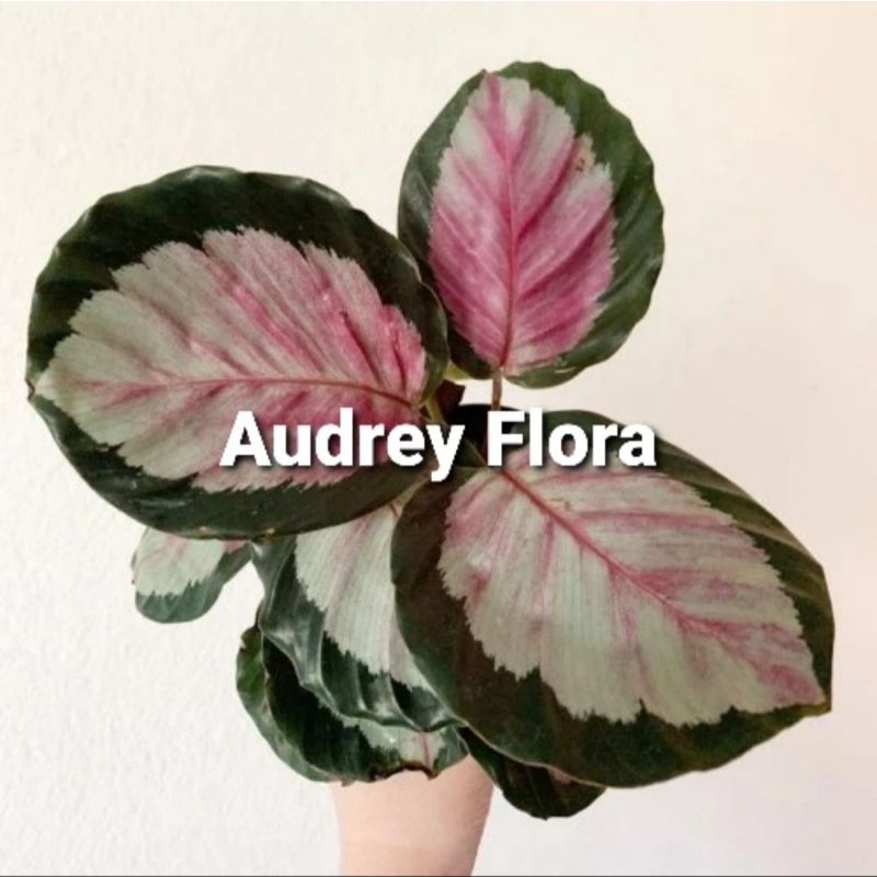 Tanaman Hias Calathea Pink Rossy - Calathea Murah