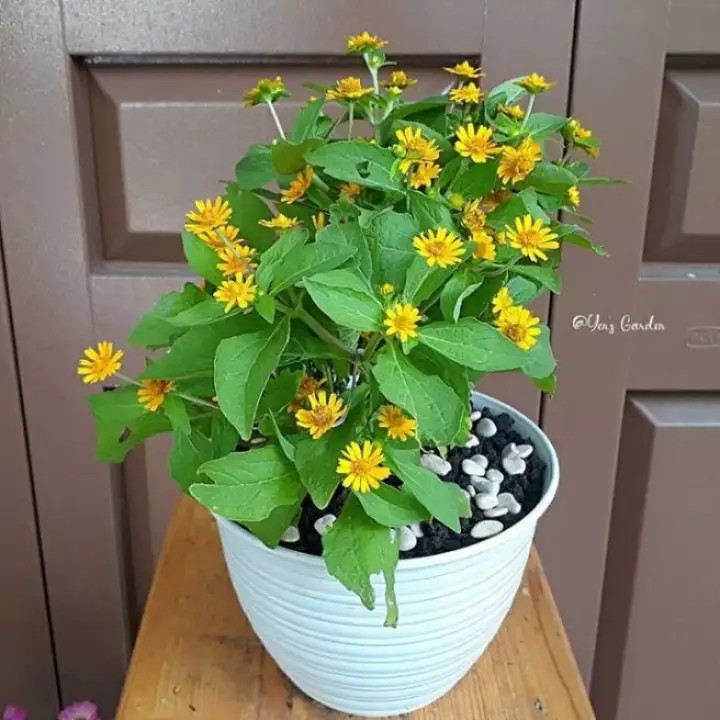 tanaman hias bunga matahari mini (butter daisy) - taman - Tanaman Bunga Hias Seribu Bintang