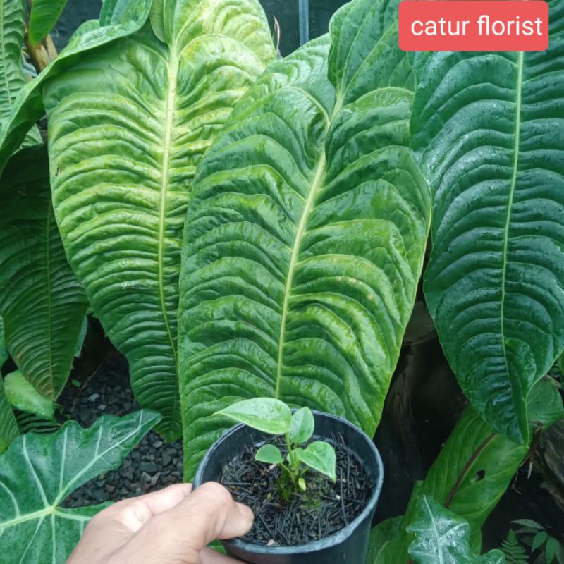 anthurium veitchii(original)