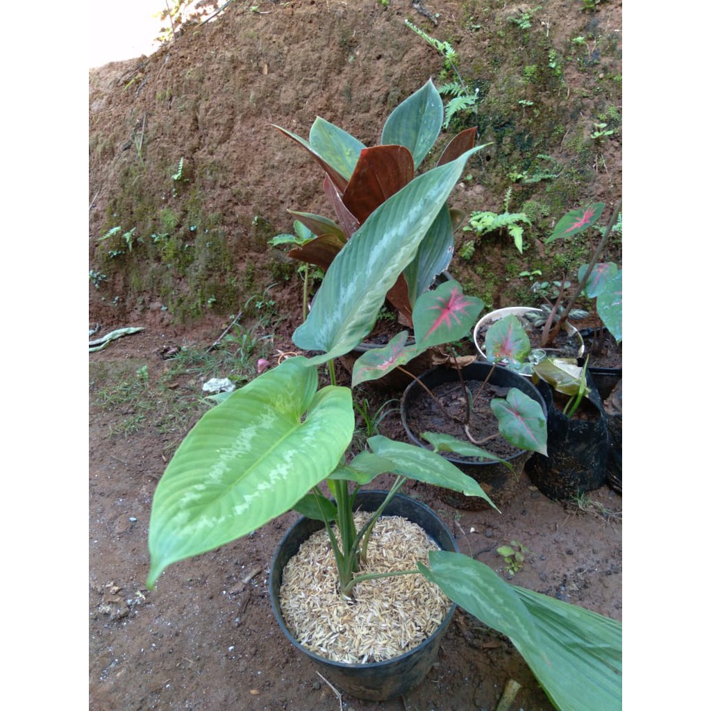 homalomena stigmatoglotis andromeda