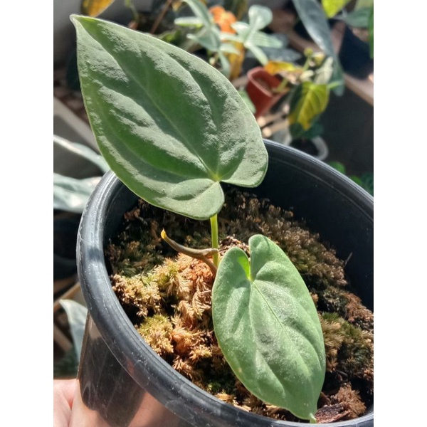 Anthurium DARK PHOENIX ( Papillilaminum x Dressleri )