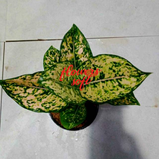 Aglonema Ruby  Orange