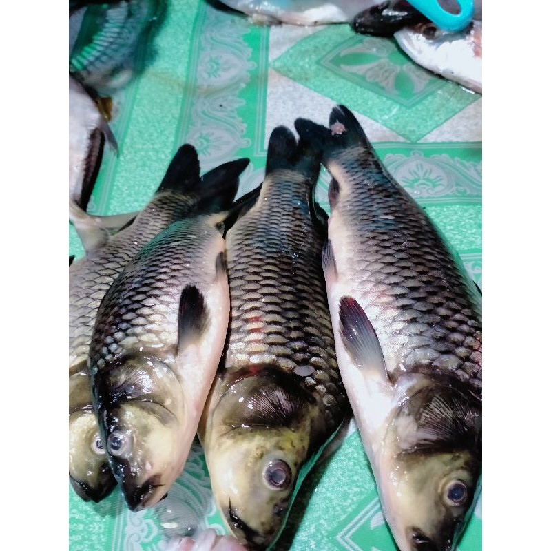 

IKAN MAS SEGAR