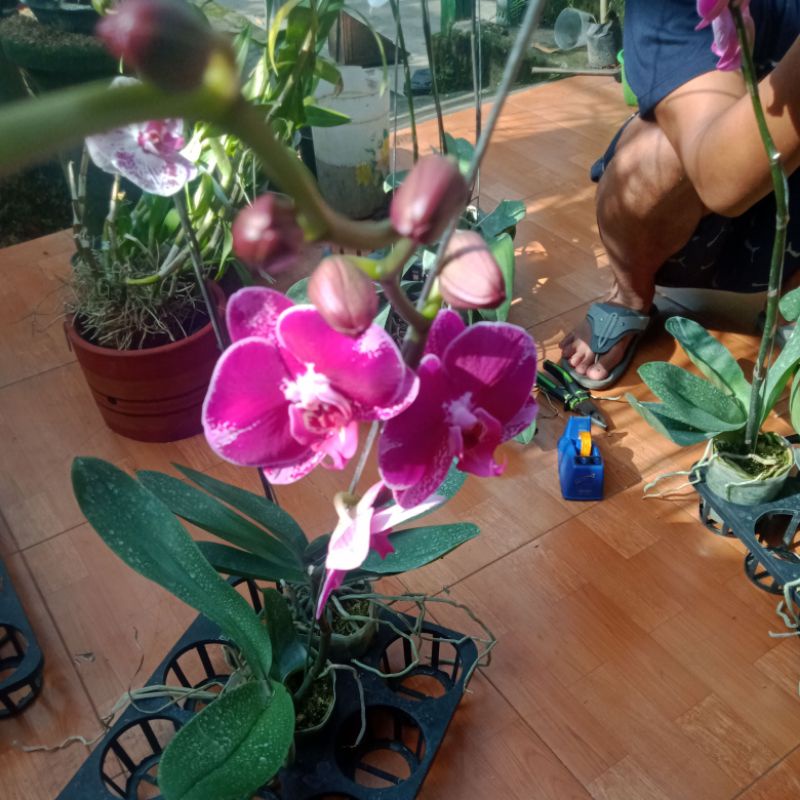 angbul novelty spike/kenop.mekar