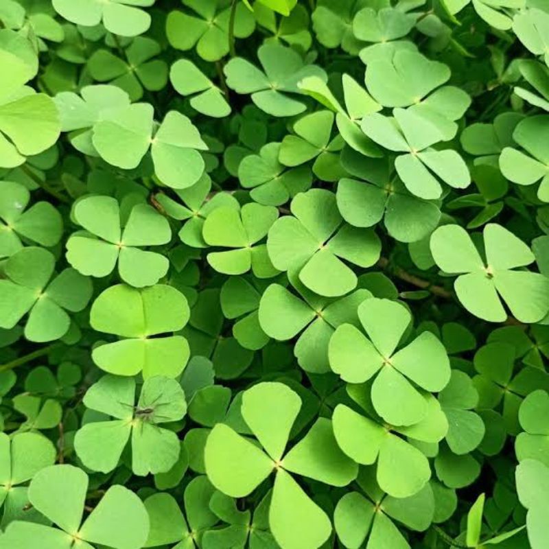 

Daun Semanggi Sawah Dadakan Segar Per 1 Kg