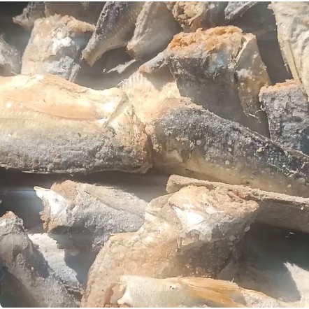 

Ikan Asin Peda Buntung - 100 Gram