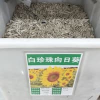 Benih Bibit Biji - Sunflower White Pearl Bunga Matahari Penghasil Kuaci Kwaci Putih Flower Seeds - IMPORT