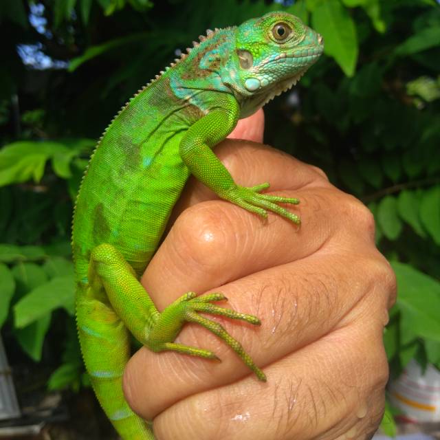 Green Iguana Betina A4.1