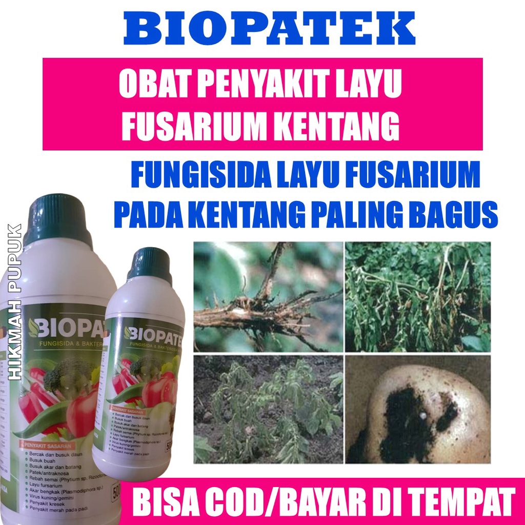 (BAYAR DI TEMPAT) BIOPATEK Pupuk Atasi Busuk Buah Kentang, Layu Daun Kentang, Busuk Akar, Busuk Bata
