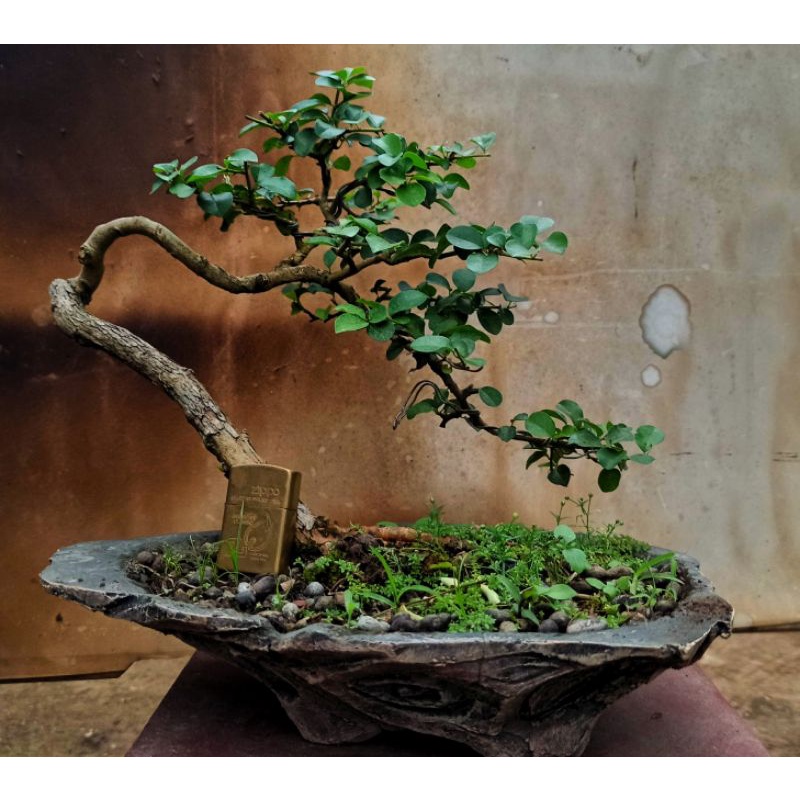 bonsai sisir bonsai kaliage bahan kaliage sisir photo real