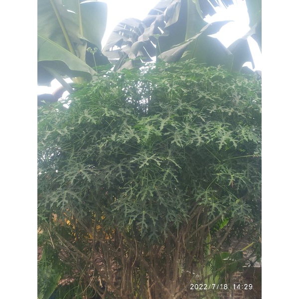 pepaya jepang, kates jepang stek pepaya jepang