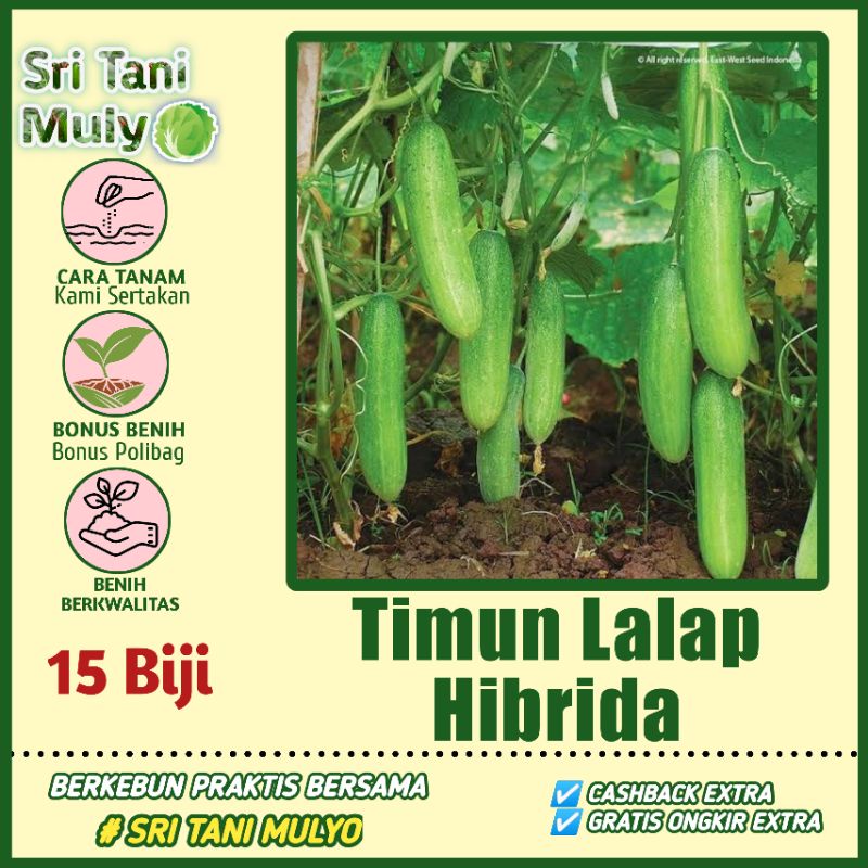 Biji Benih Timun Lalap Hibrida F1 Repack 15 Biji - Bibit Tanaman Sayur Sayuran Toska Jepang ,Termuar