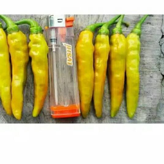 Stok Terbatas M O Benih Cabe Rawit Merah Viral 10gr Bibit Cabe