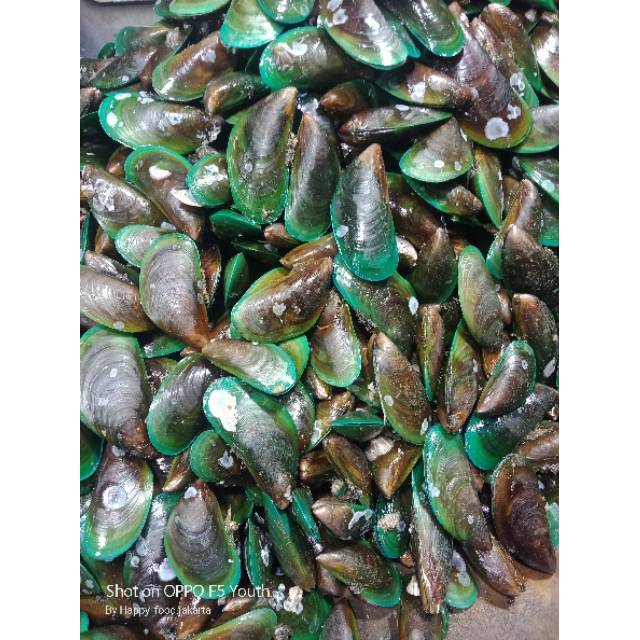 

Kerang hijau 1kg