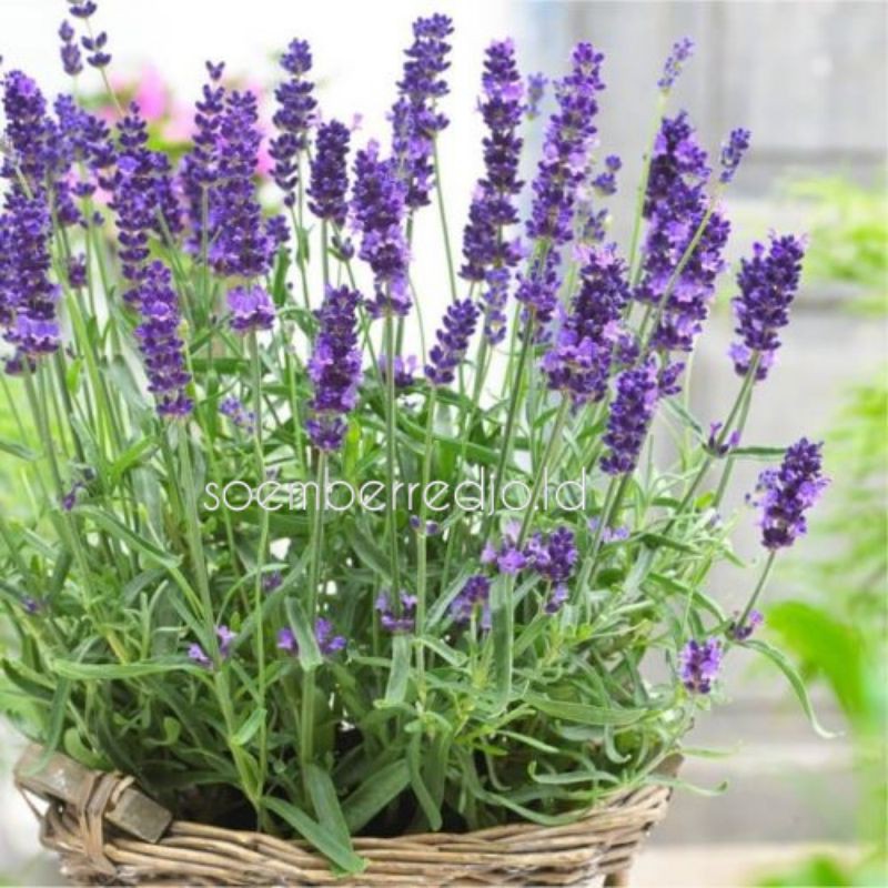 Bibit Bunga Lavender