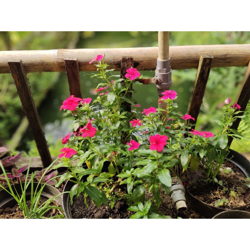 BUNGA VINCA / TAPAK DARA / BIBIT BENIH VINCA / BIBIT BUNGA TAPAK DARA