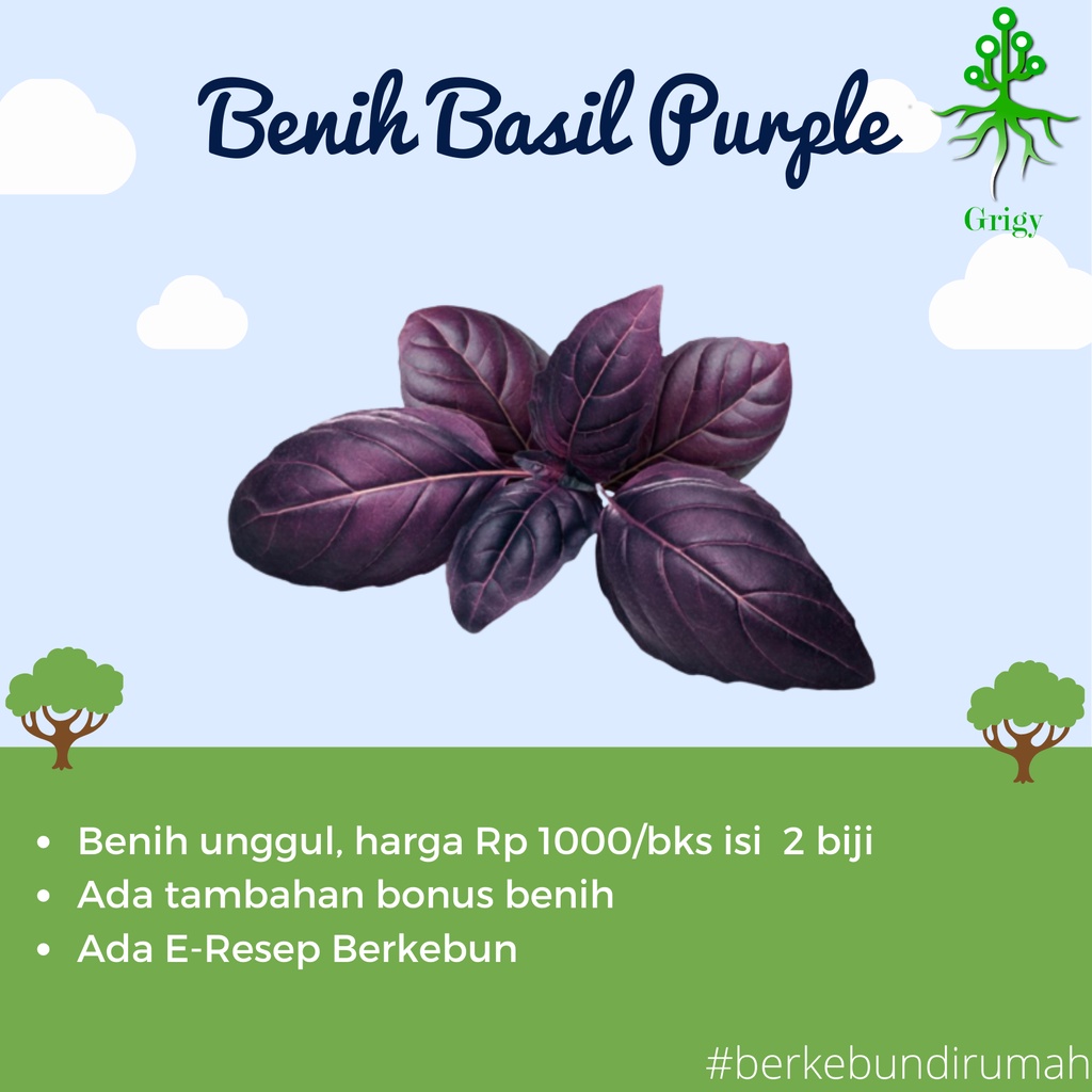 BENIH BASIL PURPLE , BIJI BASIL UNGU