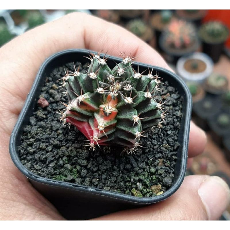 kaktus mihanovichii hybrid