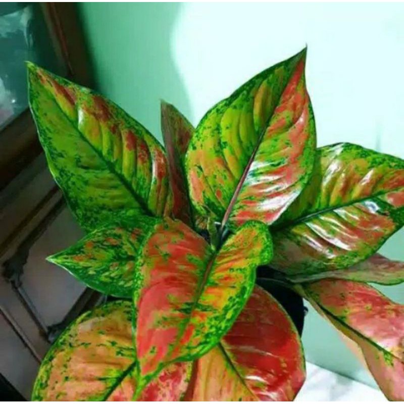 Tanaman hias aglonema Heng Heng rimbun dan donacarmen rimbun berkualitas