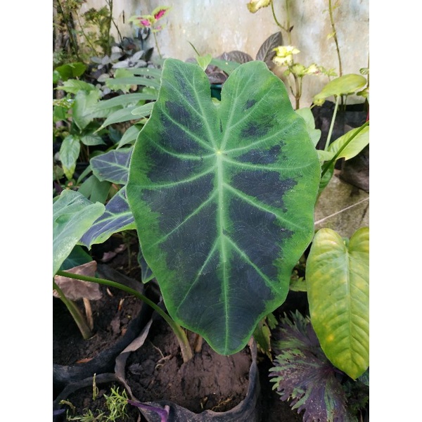 keladi black beauty keladi hitam