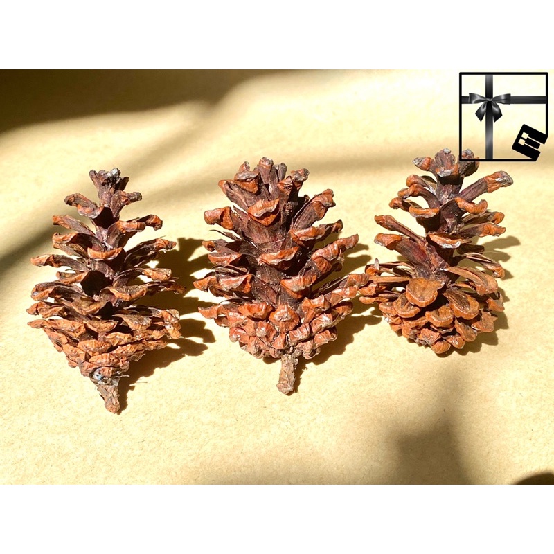 Bunga Pinus Kering Hiasan Dekorasi Foto Rustic Vintage Aesthetic