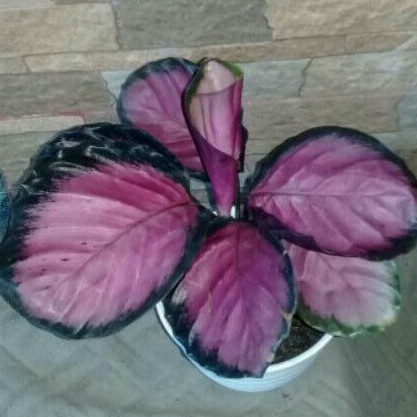  CALATHEA  CRIMSON  calatea crimson  Shopee  Indonesia