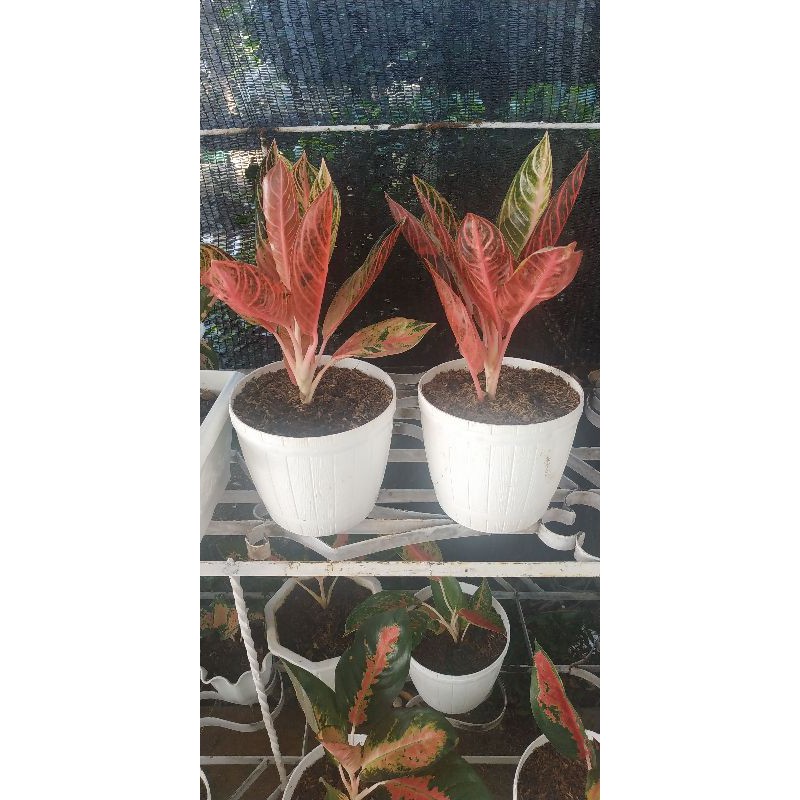 Pride Of Sumatra  Mutasi