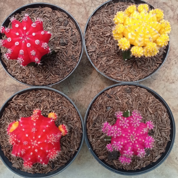 paket kaktus gymno import korea KAKTUS SUKULEN | TANAMAN HIAS