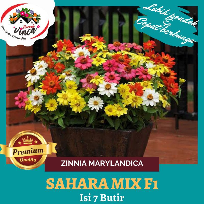 Bibit Biji Benih Bunga Kertas ZINNIA ZAHARA Mix 7 butir Tanaman Hias