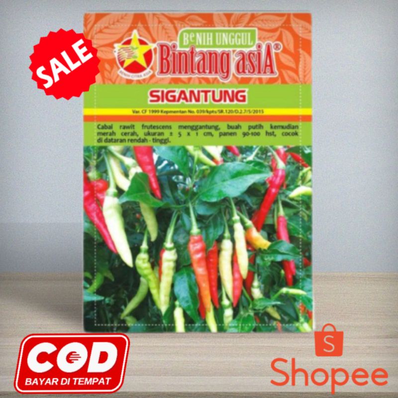 Benih cabe si gantung cabe rawit putih  / cabe rawit setan 10gr || Bintang asia
