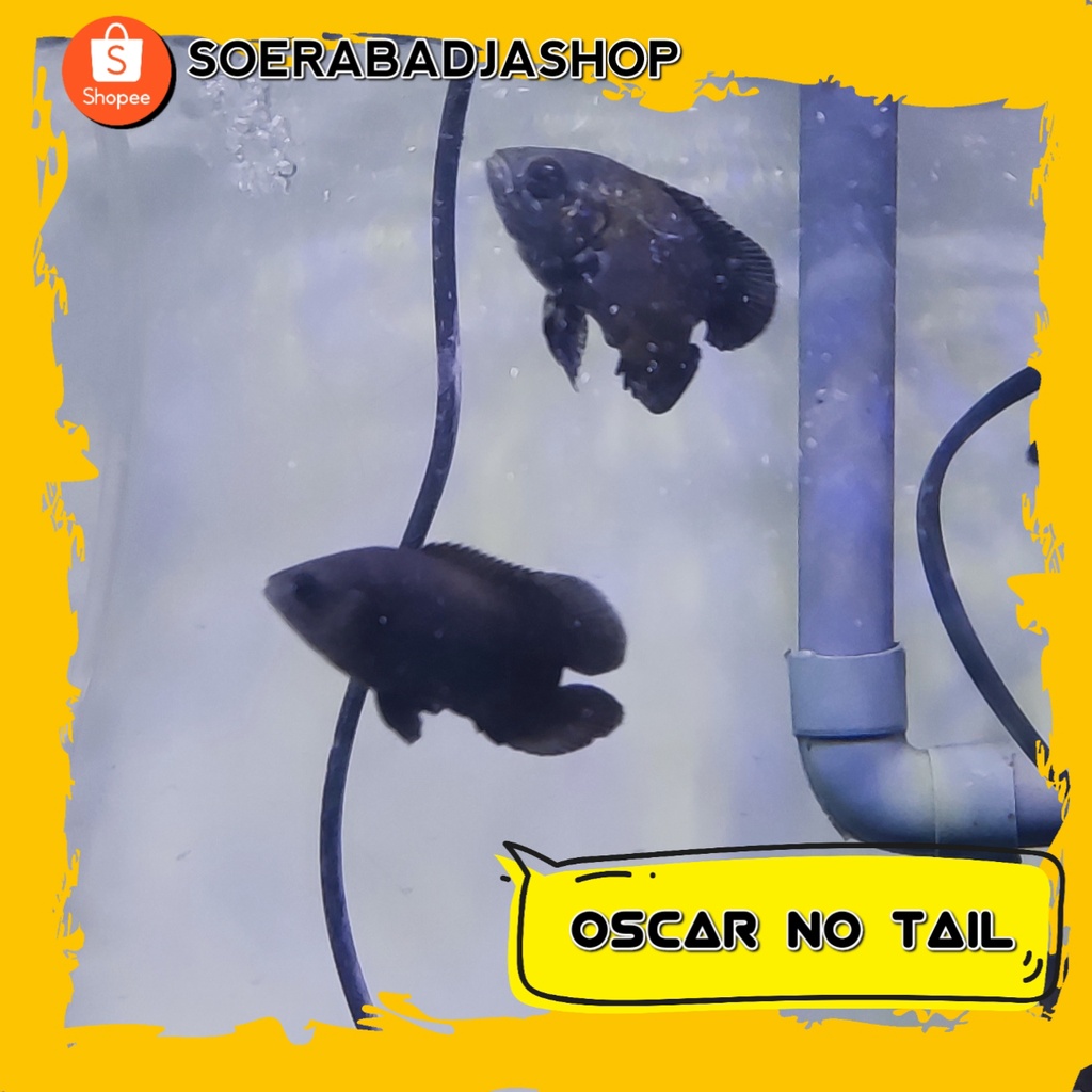 LANGKA Ikan Oscar Paris Black No Tail Ikan Tankmate Arwana