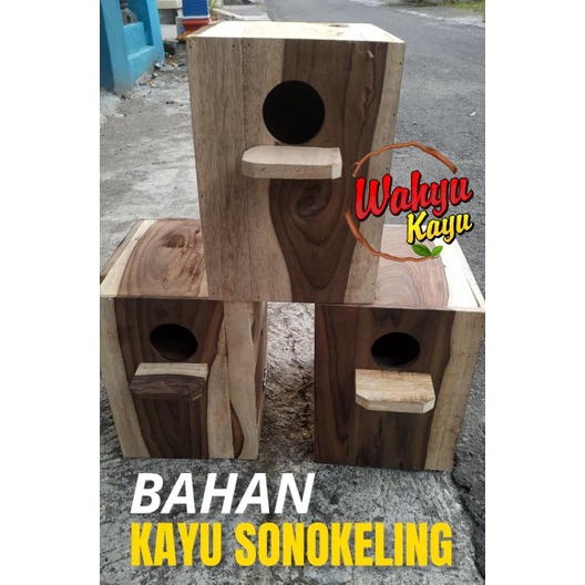 GLODOK LOVEBIRD BREEDING KOLONI TEMPAT TERNAK LOVEBIRD