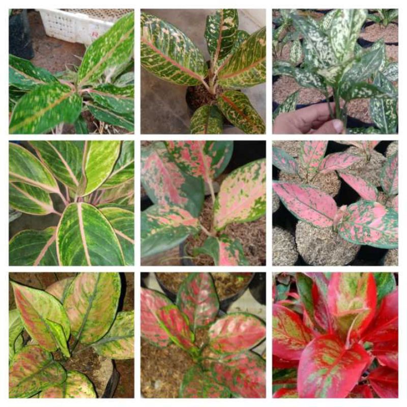 PAKET AGLAONEMA MURAH 9 JENIS/PAKET AGLAONEMA MURAH