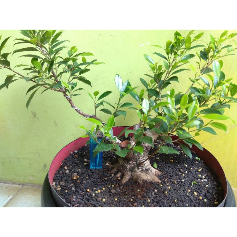 bonsai beringin kimeng prokar (mame) bonus bahan sancang