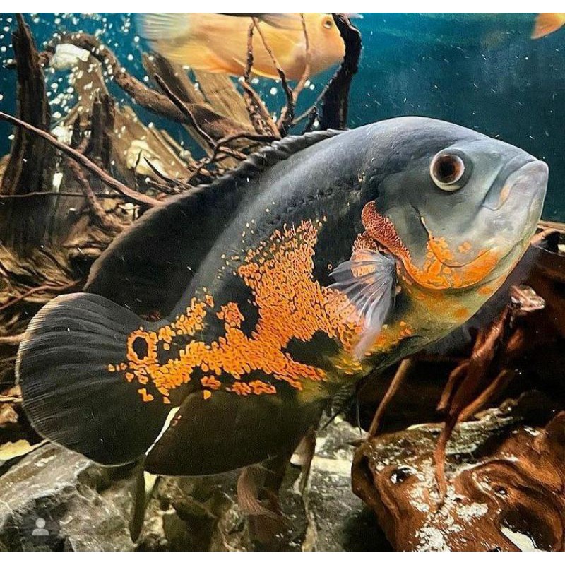 

ikan Oscar batik Baby Size 4-5Cm (minimal 2ekor)