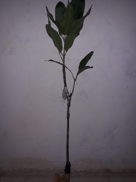 Paket 3 Bibit Mangga Kiojai Supermurah