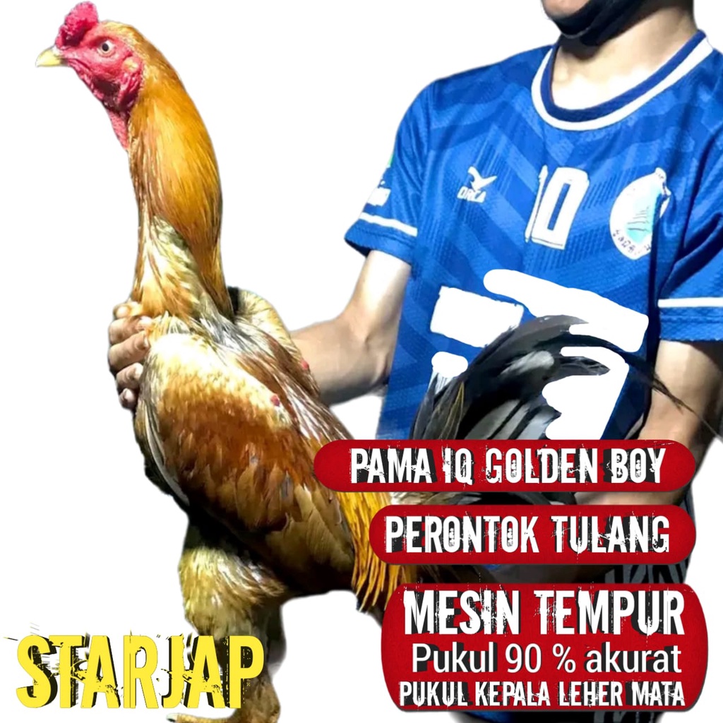 telur ayam bangkok asli pama golden boy super jalu perontok tulang