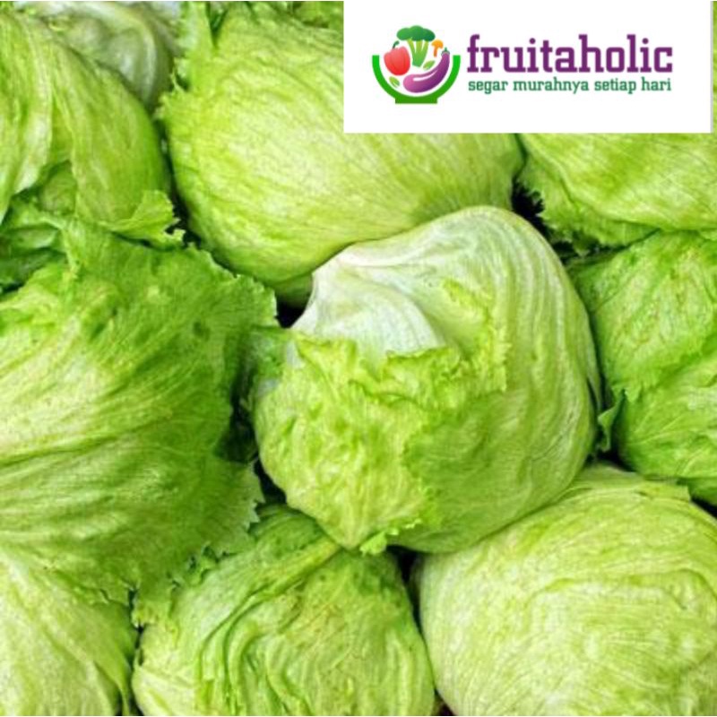 

LETTUCE HEAD 1 bulat