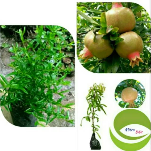 Bibit Tanaman Buah Delima Putih/Pohon Delima Putih